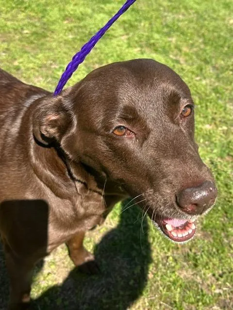 An adult large-sized female Labrador Retriever dog named Ellie for adoption in Little Rock, AR