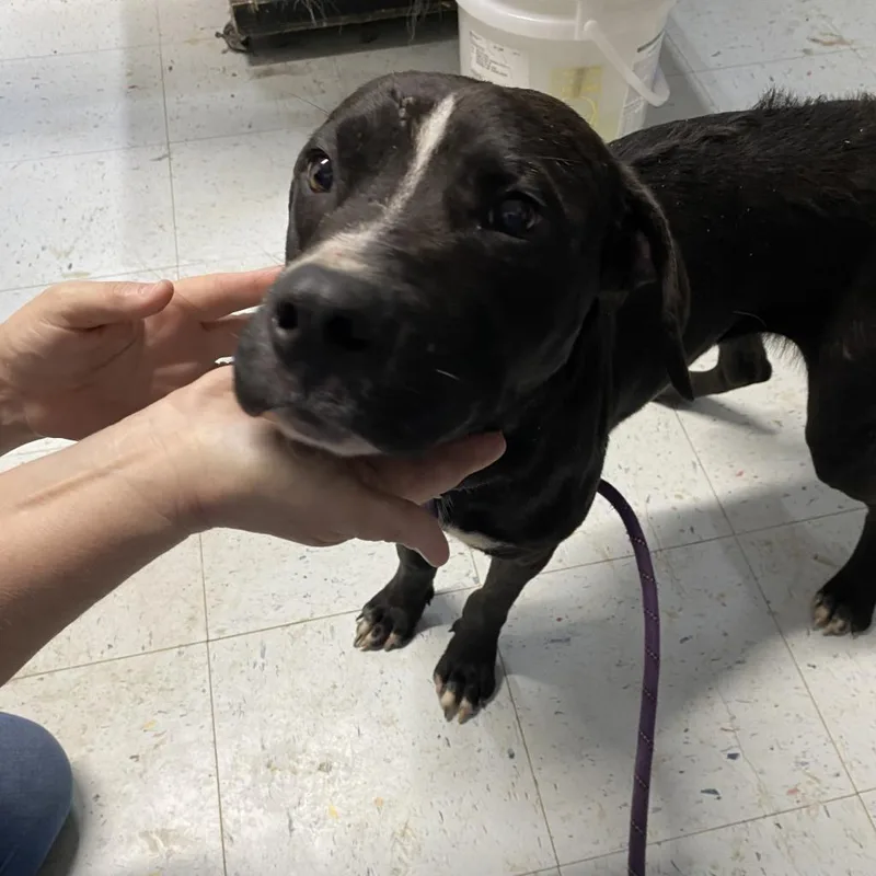 An adult medium-sized male Black Retriever dog named Loki for adoption in Marble, NC