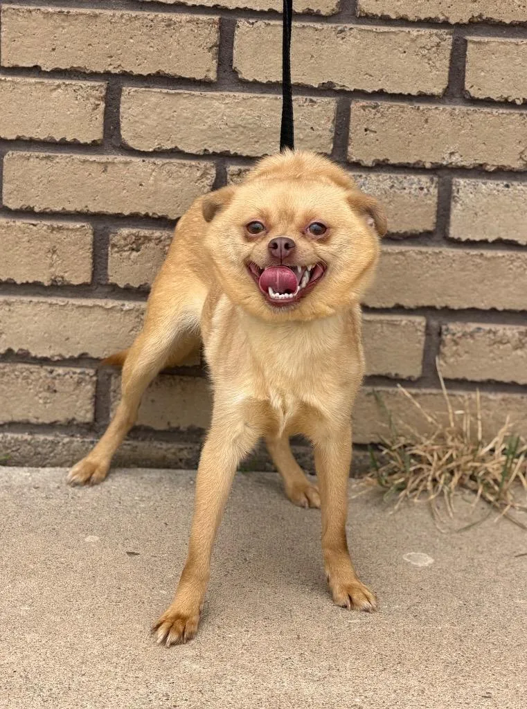 A young small-sized female Yellow / Tan / Blond / Fawn Chihuahua dog named Poly Styrene for adoption in Columbus, NE