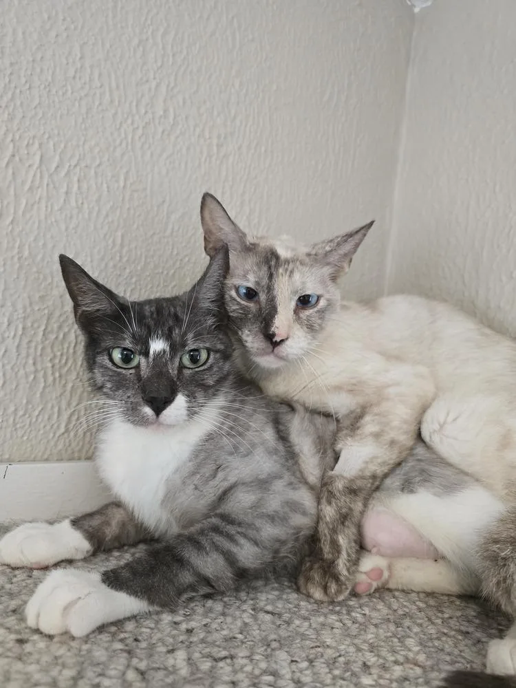 An adult large-sized female Siamese cat named Cricket for adoption in Vancouver, WA
