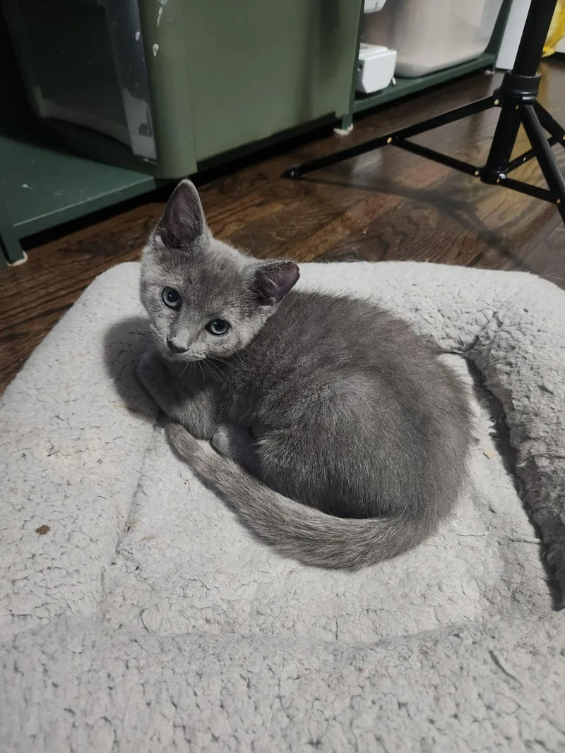 A baby medium-sized female Russian Blue cat named Rosita and Remy for adoption in Charlotte, NC