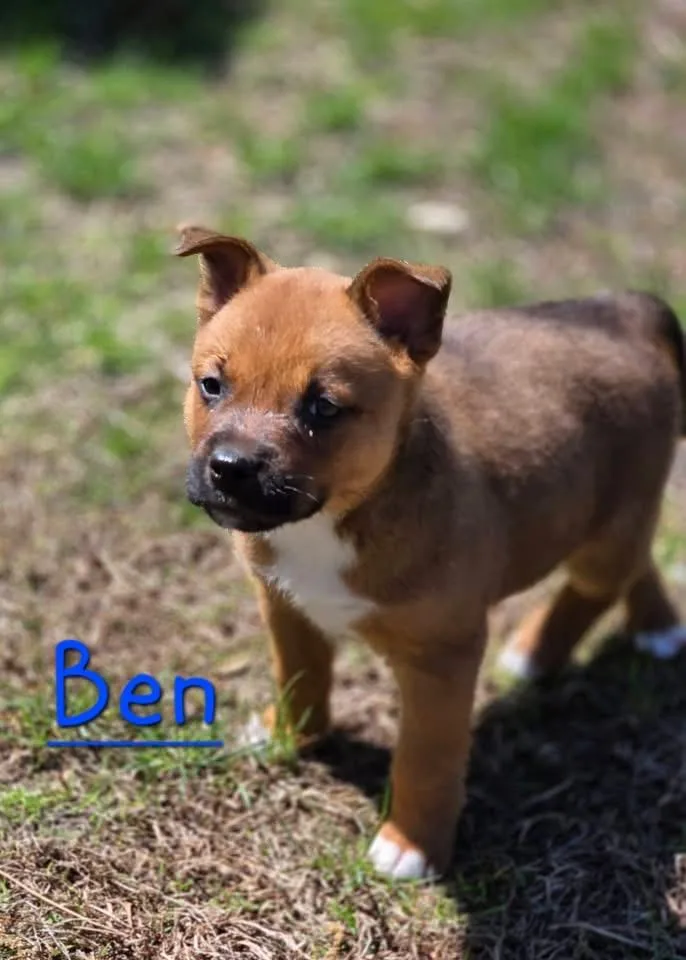 A baby medium-sized male Black Mouth Cur dog named Ben for adoption in Berlin, NJ
