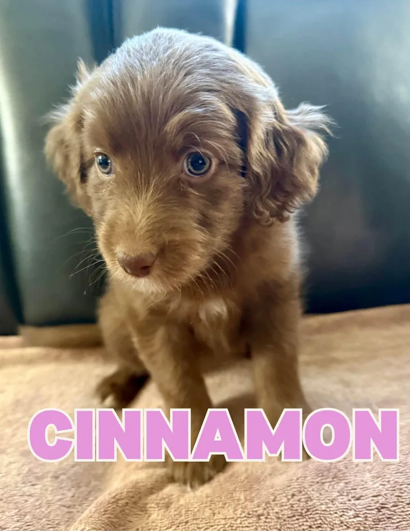 Cinnamon