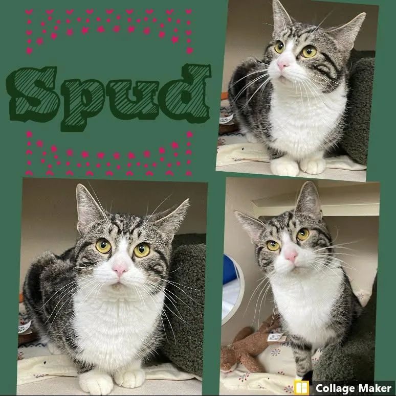 An adult medium-sized male Domestic Short Hair cat named Spud for adoption in Clearfield, PA