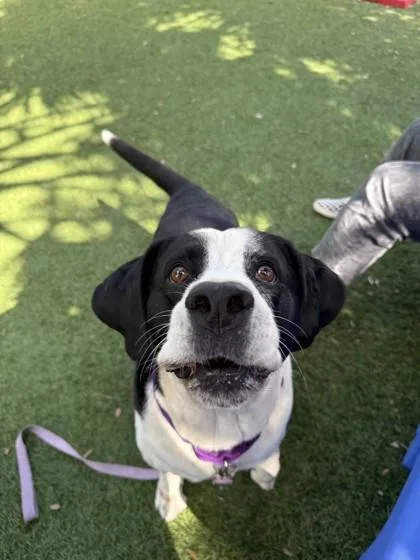 A senior extra large-sized male Hound dog named Oreo for adoption in North Miami Beach, FL