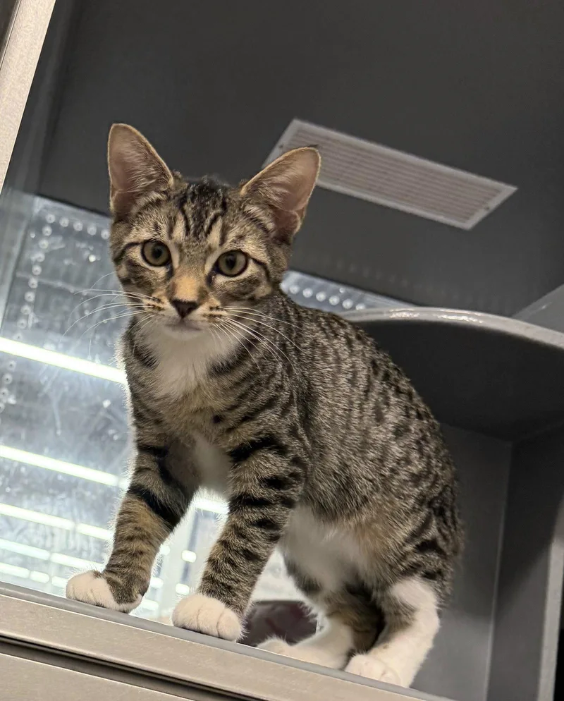 A baby medium-sized female Domestic Short Hair cat named Bluebell for adoption in St. Cloud, FL