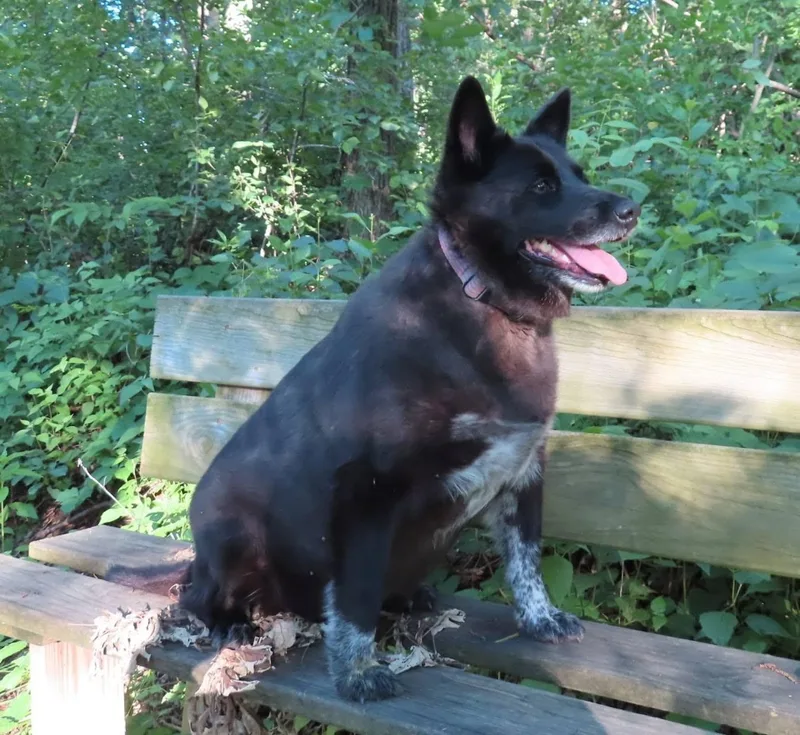 An adult medium-sized female Cattle Dog dog named Ruby for adoption in La Crescent, MN