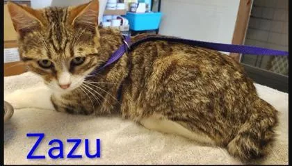 An adult medium-sized male Domestic Short Hair cat named Zazu for adoption in Kansas City, MO