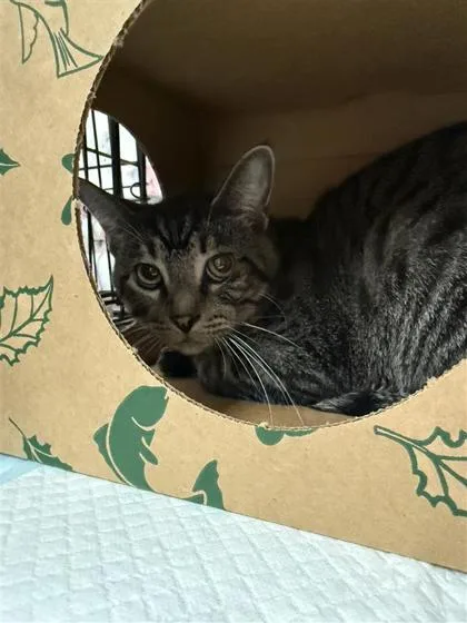 A senior small-sized male Domestic Short Hair cat named Shamrock for adoption in Kansas City, MO