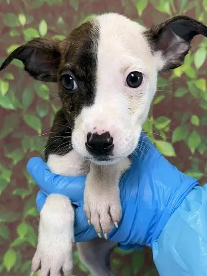 A young small-sized male Terrier dog named Jerome for adoption in San Antonio, TX