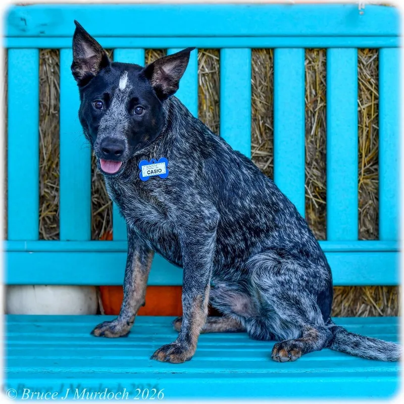 A young medium-sized male Black Australian Cattle Dog / Blue Heeler dog named Casio for adoption in Wake Forest, NC