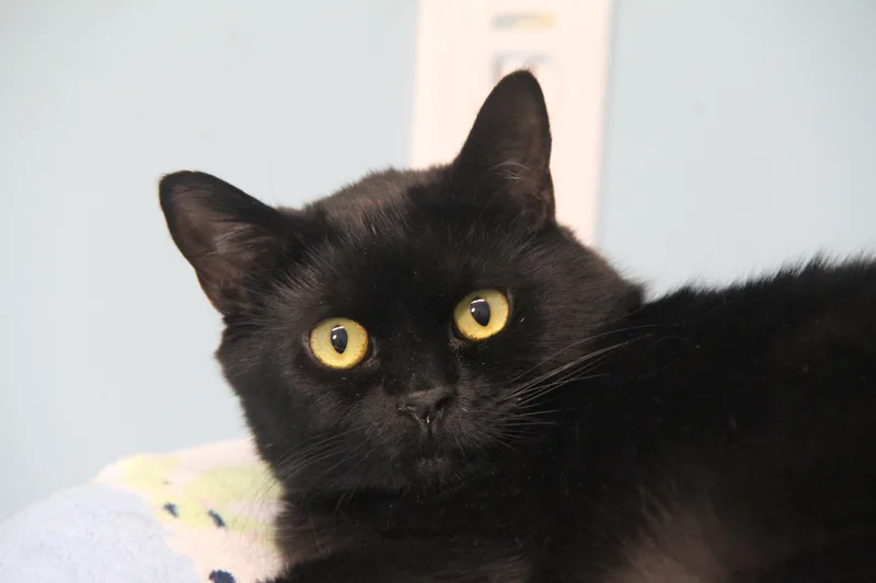 A young large-sized male Black Domestic Short Hair cat named Henry for adoption in Norton, MA