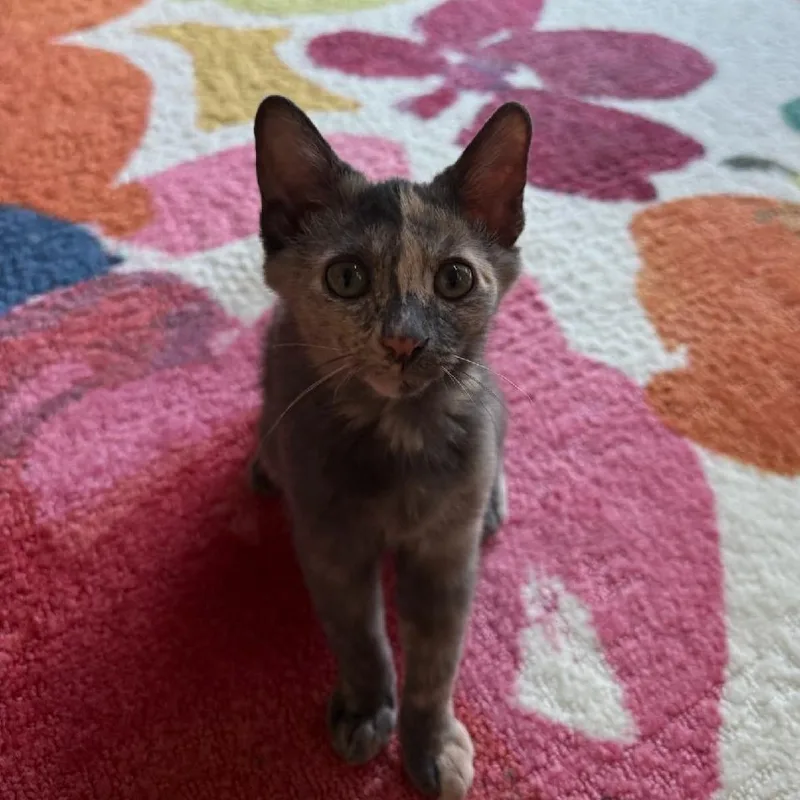 Mochi