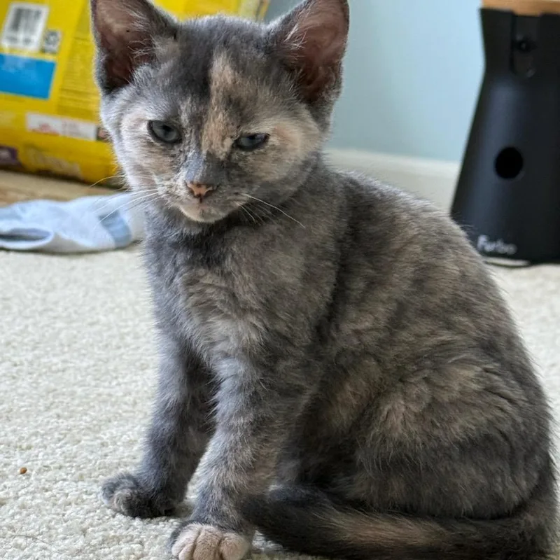 Mochi thumbnail 2