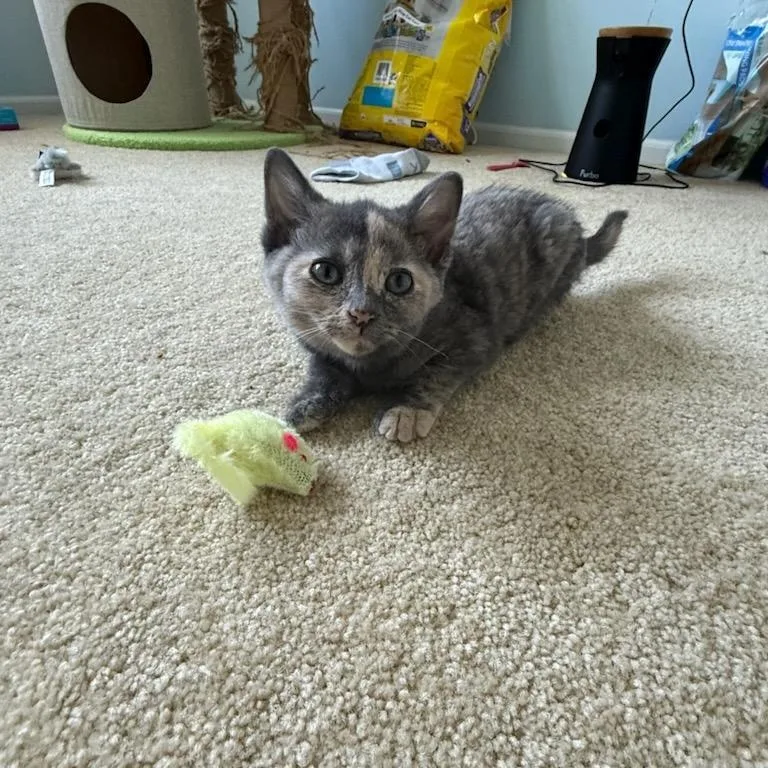 Mochi thumbnail 3