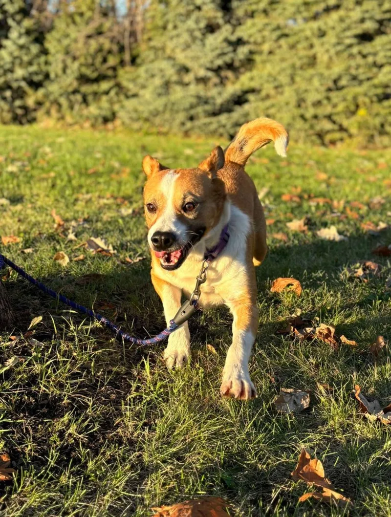 Captain Pike thumbnail 4