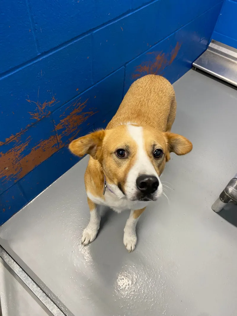 Captain Pike thumbnail 5