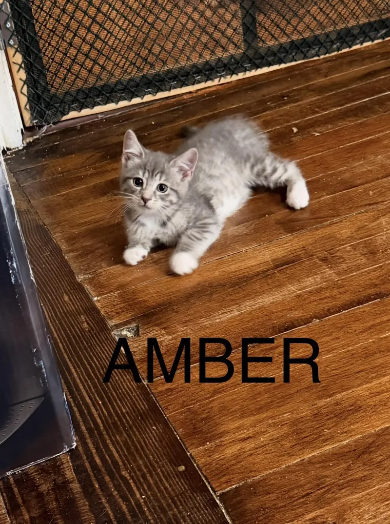 A baby medium-sized female Tabby (Gray / Blue / Silver) Domestic Long Hair cat named Amber for adoption in Chicago, IL