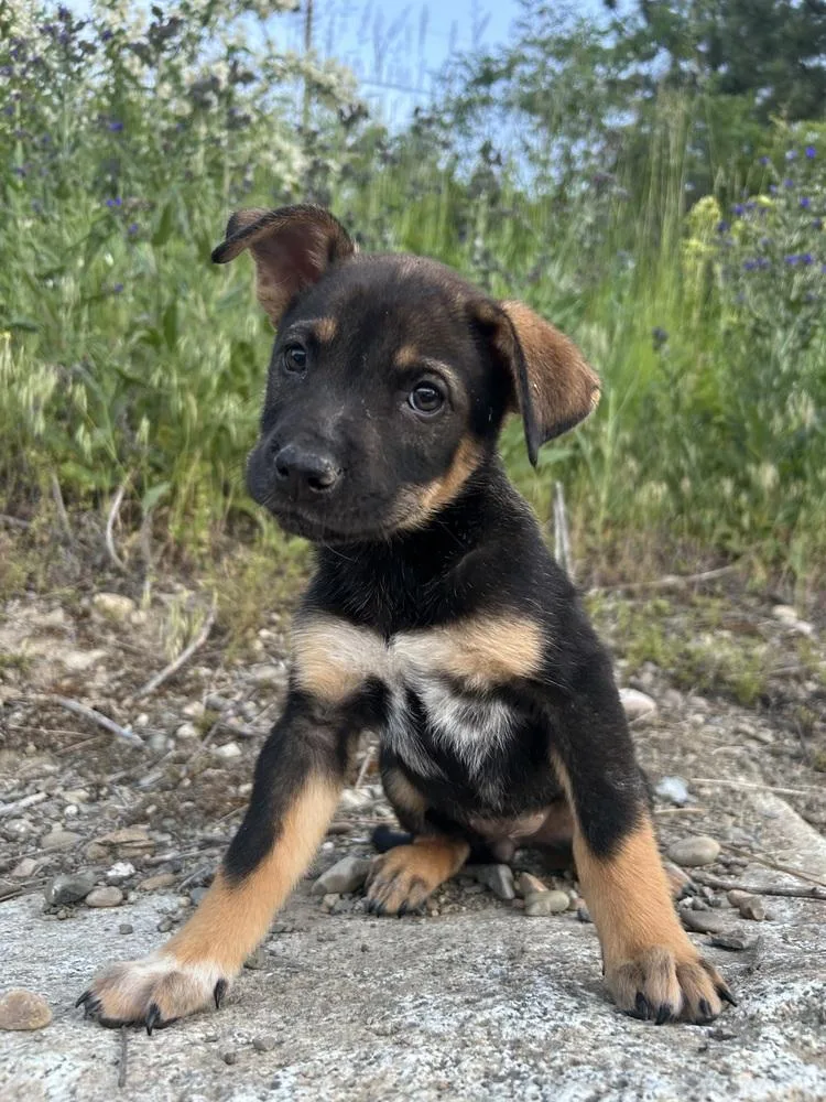 A baby large-sized female Brown / Chocolate Shepherd dog named Strawberry Frosted for adoption in Spokane , WA