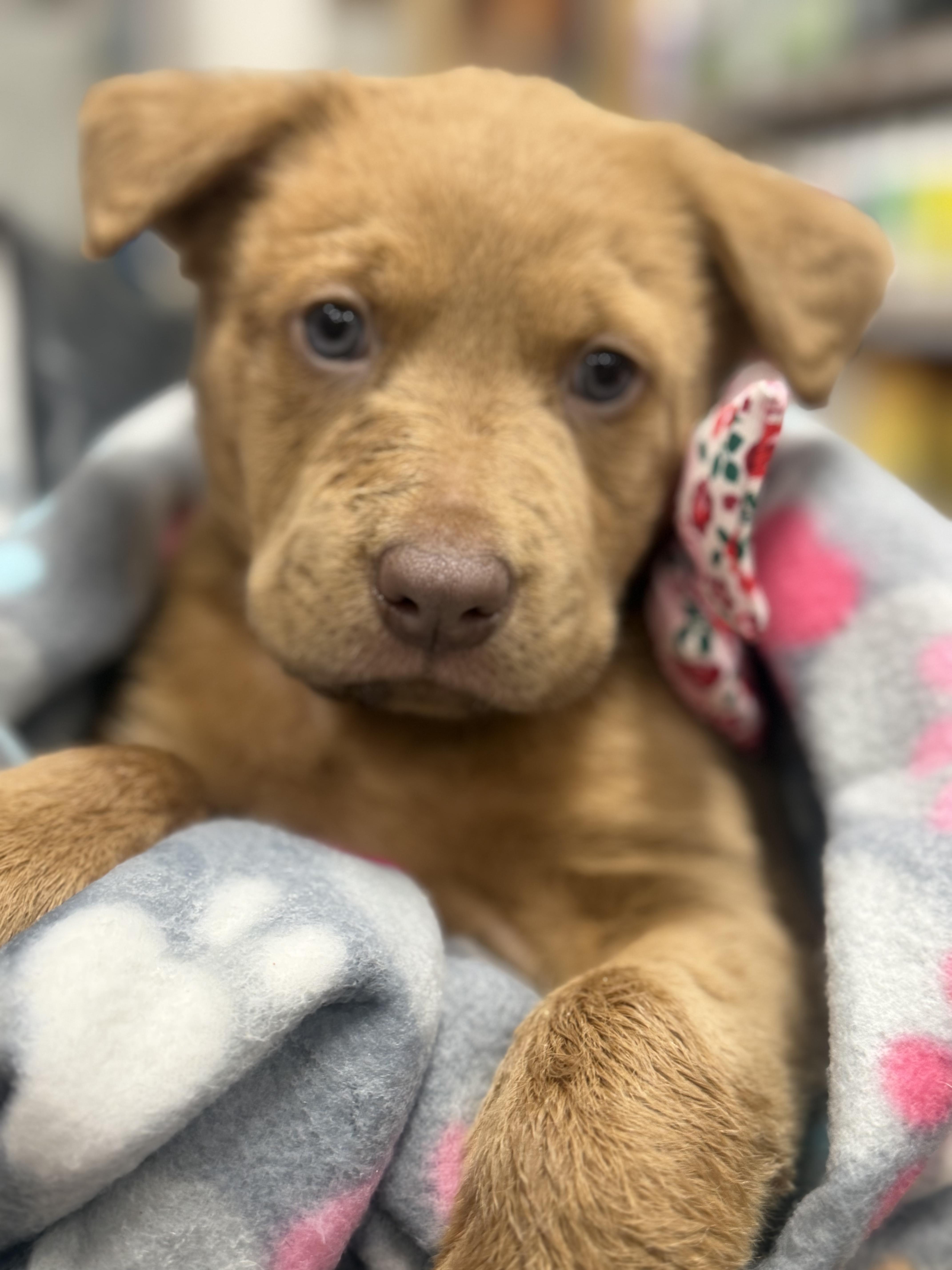 A baby medium-sized female Brown / Chocolate Labrador Retriever dog named Raya for adoption in CHURCHVILLE, NY