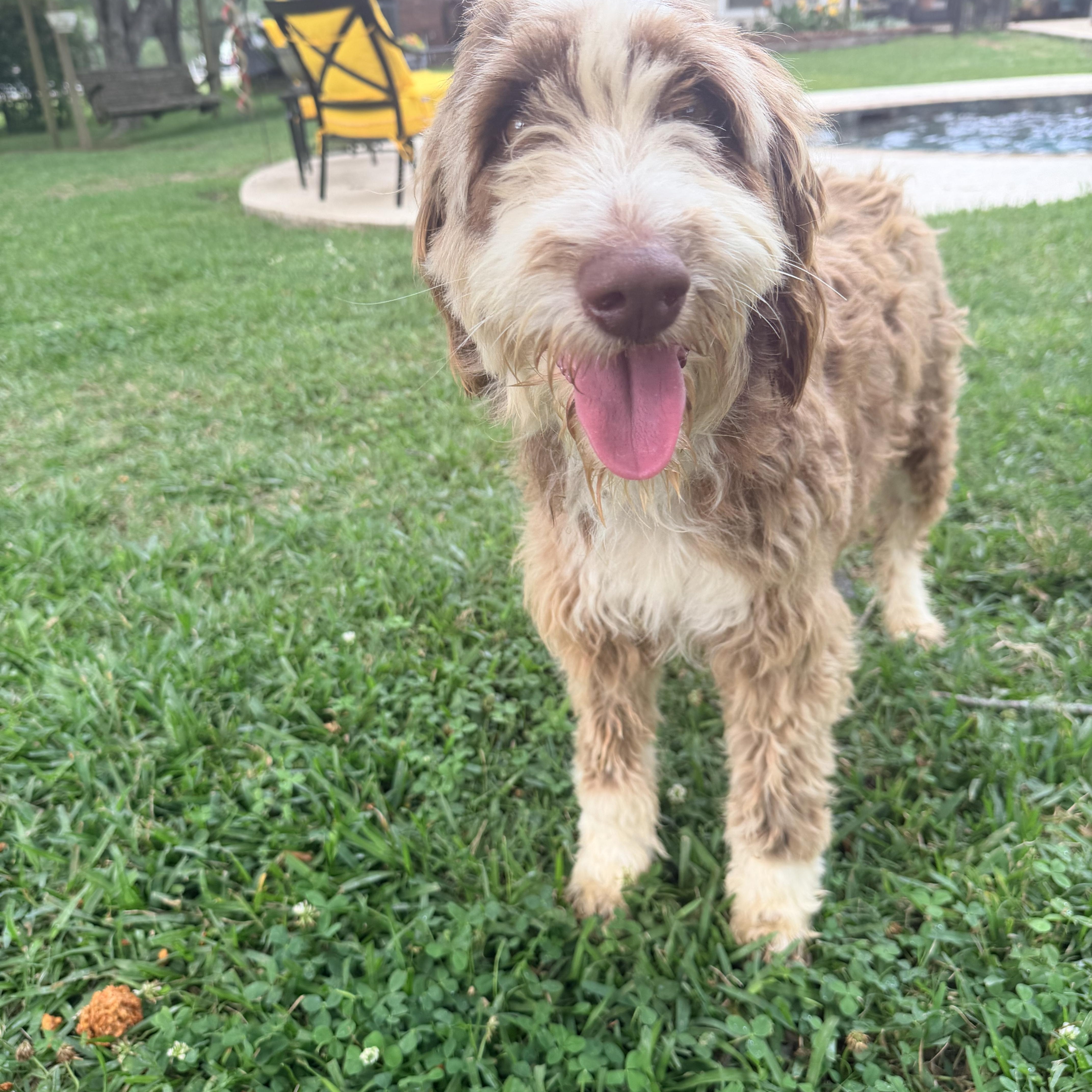 An adult medium-sized female Brown / Chocolate Goldendoodle dog named Lorelei for adoption in Baker, LA