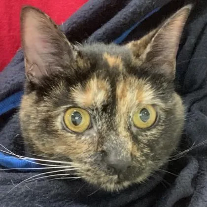 A young small-sized female Domestic Short Hair cat named Hazel for adoption in Cincinnati, OH