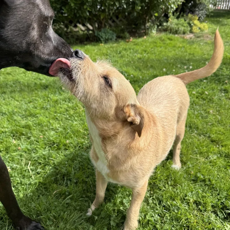 An adult small-sized male Apricot / Beige Cairn Terrier dog named Peanut for adoption in Oak Harbor, WA