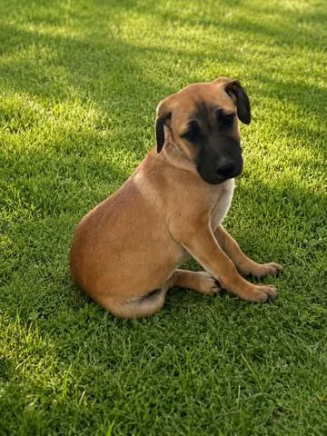 A baby small-sized male Black Mouth Cur dog named Coco for adoption in Lancaster, CA