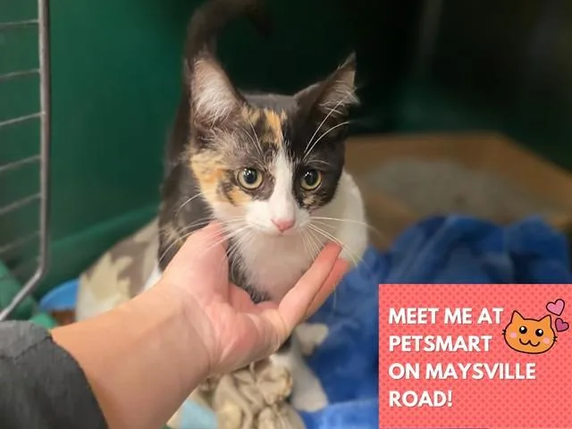A baby small-sized female Domestic Short Hair cat named Sooty for adoption in Fort Wayne, IN