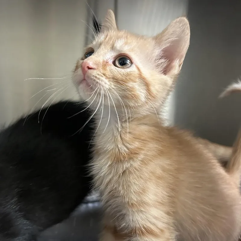 A baby small-sized female Orange / Red Domestic Short Hair cat named Purraline Swirl for adoption in Lynchburg, VA