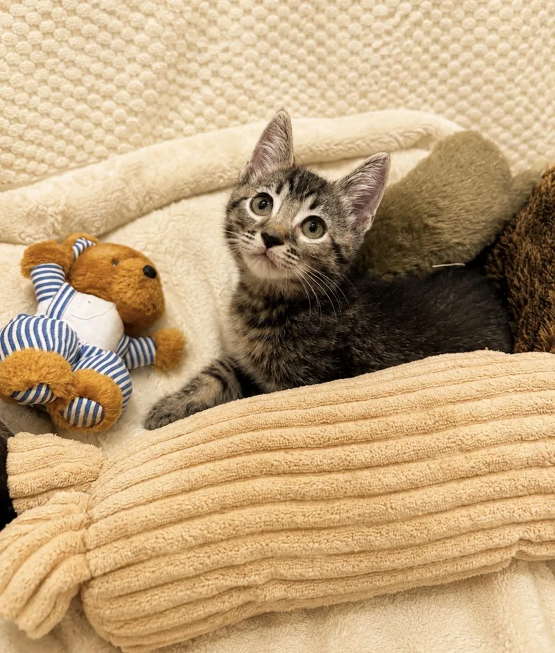 A baby small-sized male Tabby (Brown / Chocolate) American Shorthair cat named Winnie Poo for adoption in Homestead, FL