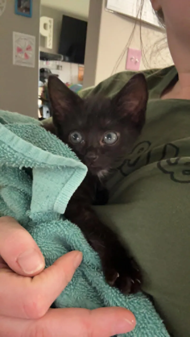 A baby medium-sized male Black Domestic Short Hair cat named Hopper for adoption in Colcord, OK
