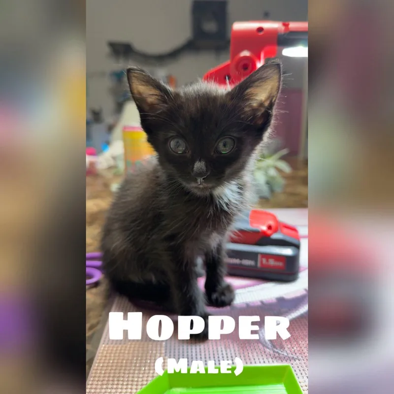 Hopper thumbnail 2