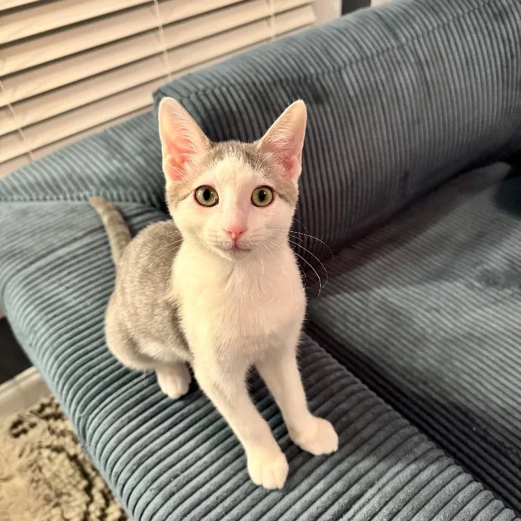 A baby small-sized male White Domestic Short Hair cat named Shrimp for adoption in Waxhaw, NC