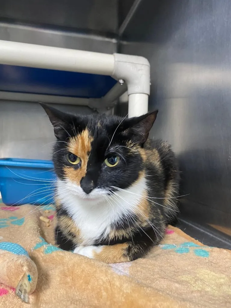 A young large-sized female Domestic Short Hair cat named Ari for adoption in Hopkinsville, KY