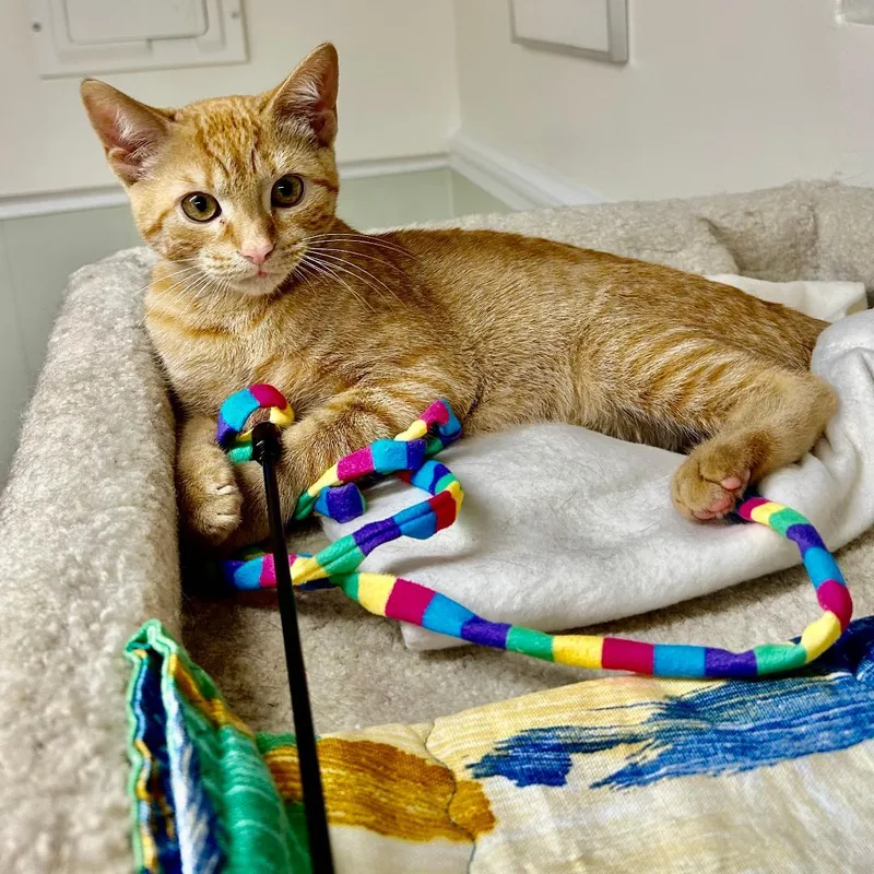 A young medium-sized female Orange / Red Domestic Short Hair cat named Gina for adoption in Arlington, VA