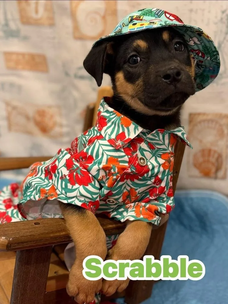 A baby medium-sized male Brown / Chocolate Mixed Breed dog named Scrabble for adoption in Scranton, PA