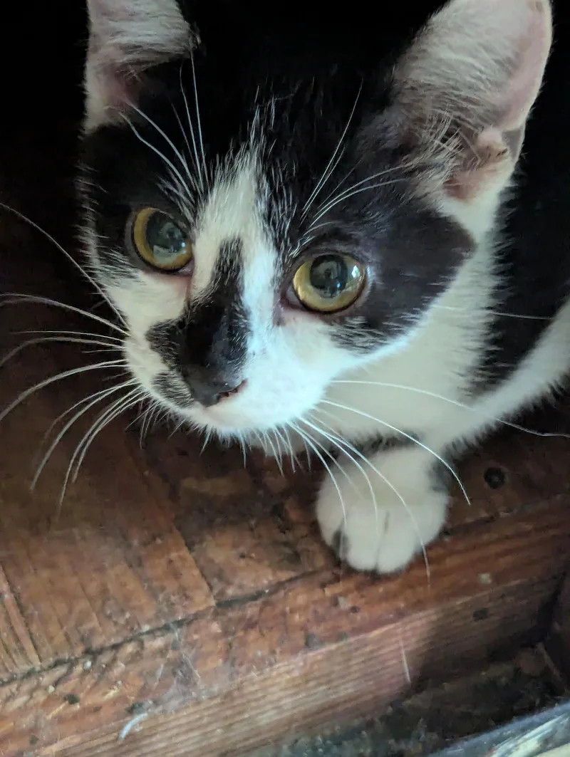 A baby medium-sized female Domestic Short Hair cat named Starlight for adoption in Waterloo, IA