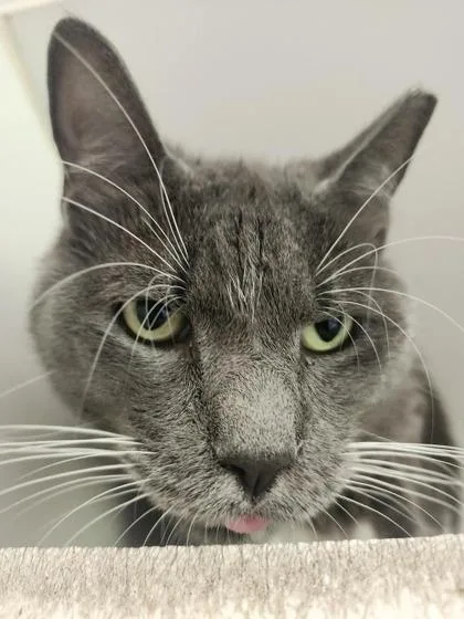 An adult large-sized male Domestic Medium Hair cat named George for adoption in Columbus, IN