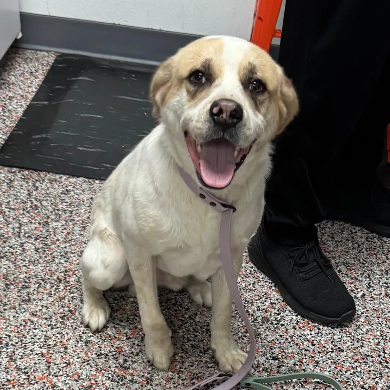 An adult medium-sized male White / Cream Mixed Breed dog named Colby for adoption in Salt Lake City, UT