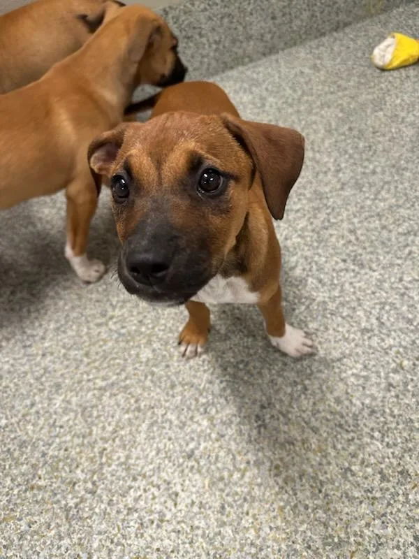 A baby small-sized female Tricolor (Brown, Black, & White) Hound dog named Pecan for adoption in Manassas, VA