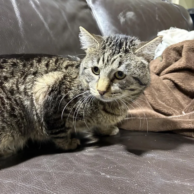An adult medium-sized male Brown / Chocolate Domestic Short Hair cat named Porcupine for adoption in St. Paul, MN