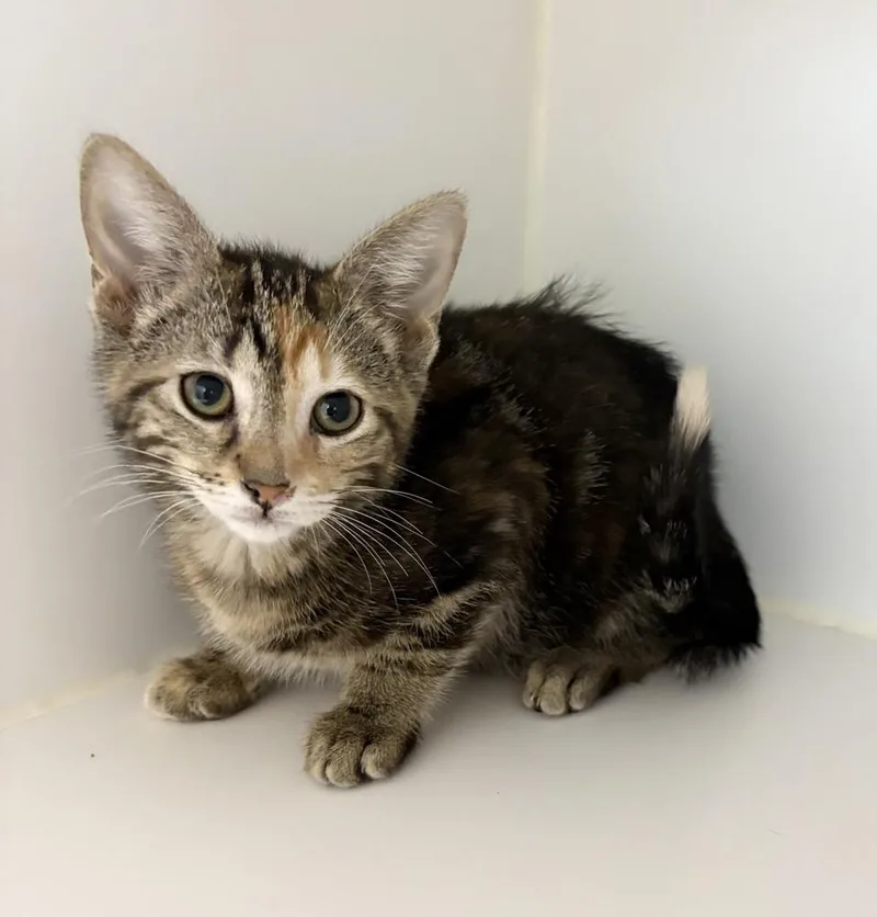 A baby small-sized female Domestic Short Hair cat named Margo for adoption in Rochester, IN
