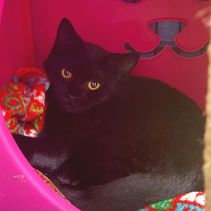 A baby small-sized female Black Domestic Short Hair cat named Pepperoncini for adoption in Troy, VA