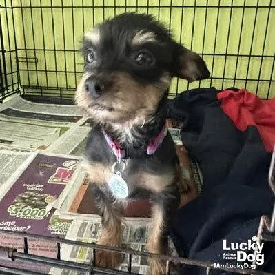 Linda