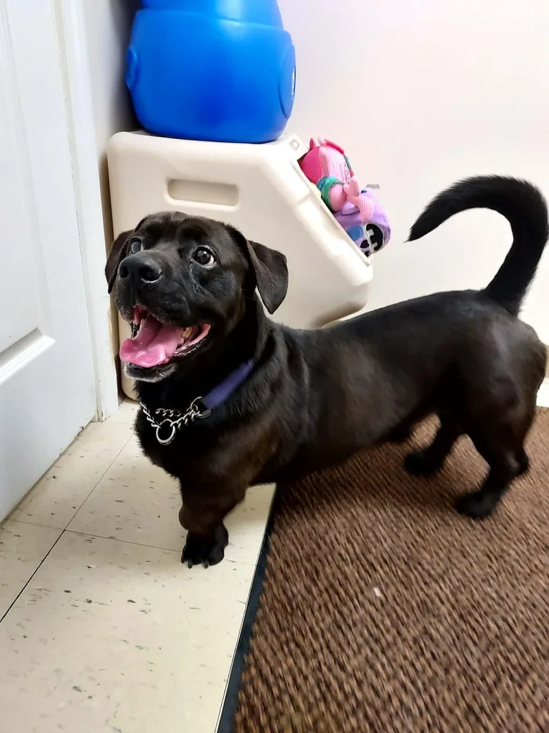 A young medium-sized male Mixed Breed dog named Stubby for adoption in Falls Creek, PA