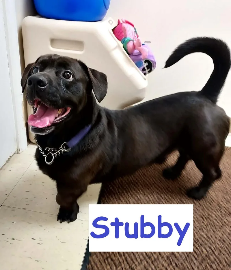Stubby thumbnail 4