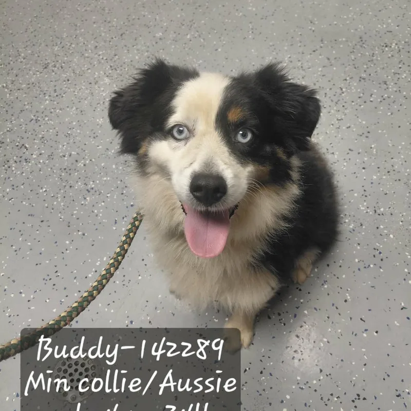 An adult medium-sized male Australian Shepherd dog named Buddy for adoption in New Tazewell, TN