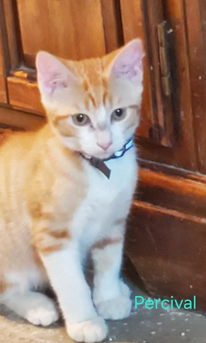 Percival
