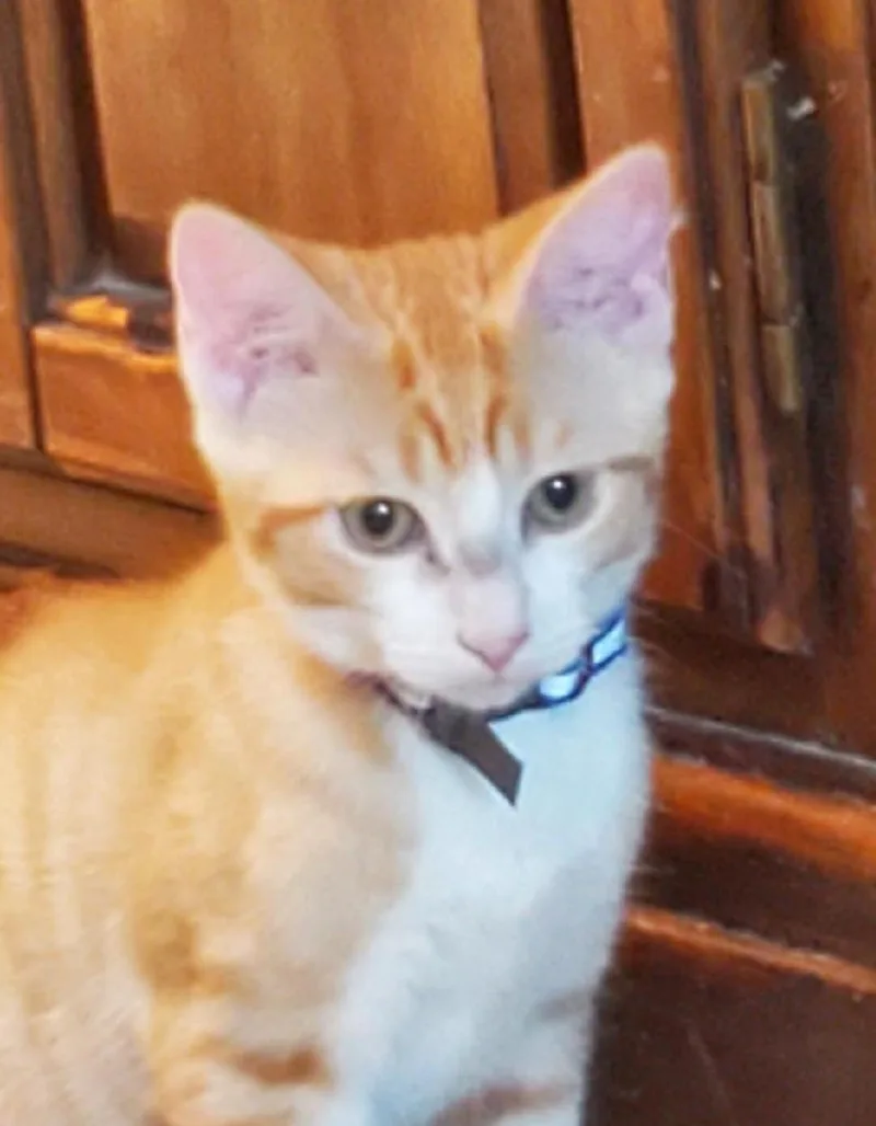Percival thumbnail 2